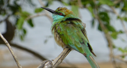 Bird at Yala - Sri Lanka & Maldives trip