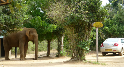 Elephant at Cinnamon Wild - Sri Lanka & Maldives trip