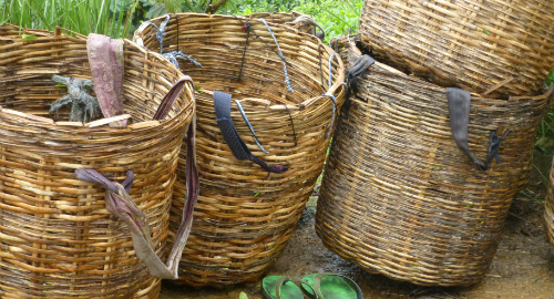 Tea Picker Baskets - Sri Lanka & Maldives Trip