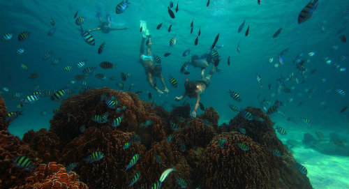 house reef conservation in the maldives