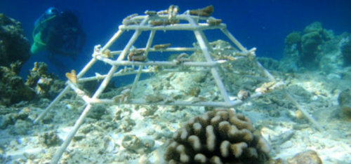 house reef conservation in the Maldives