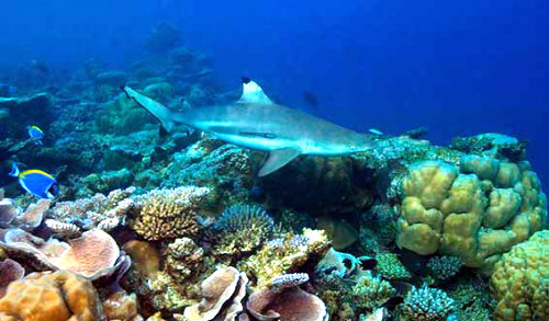 House Reef Conservation in the Maldives