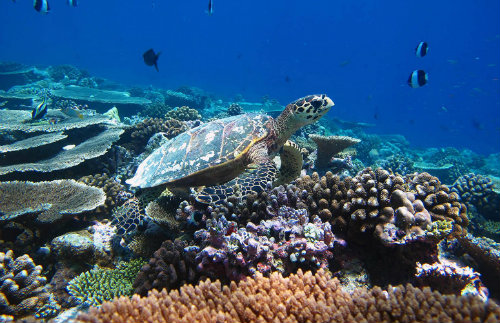 Best house reefs for snorkelling in the Maldives