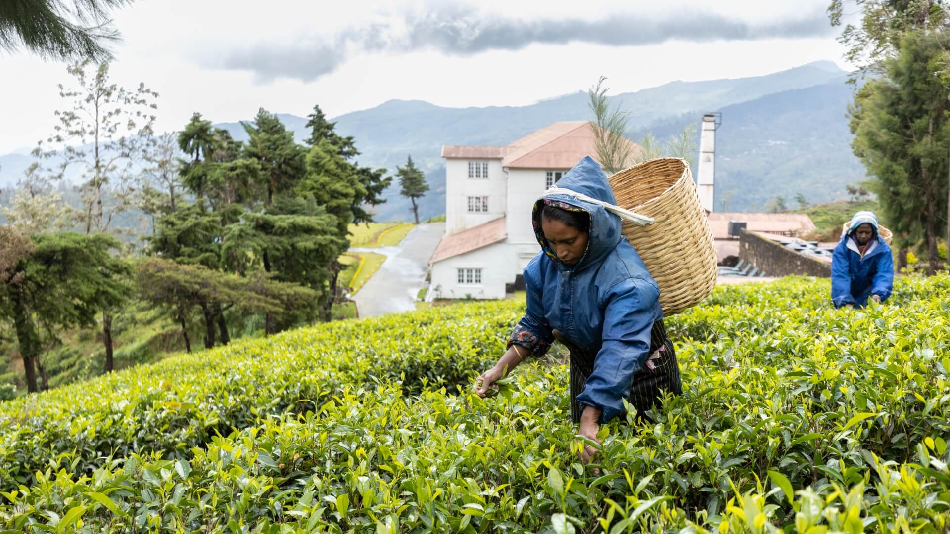 Tea Plucking 