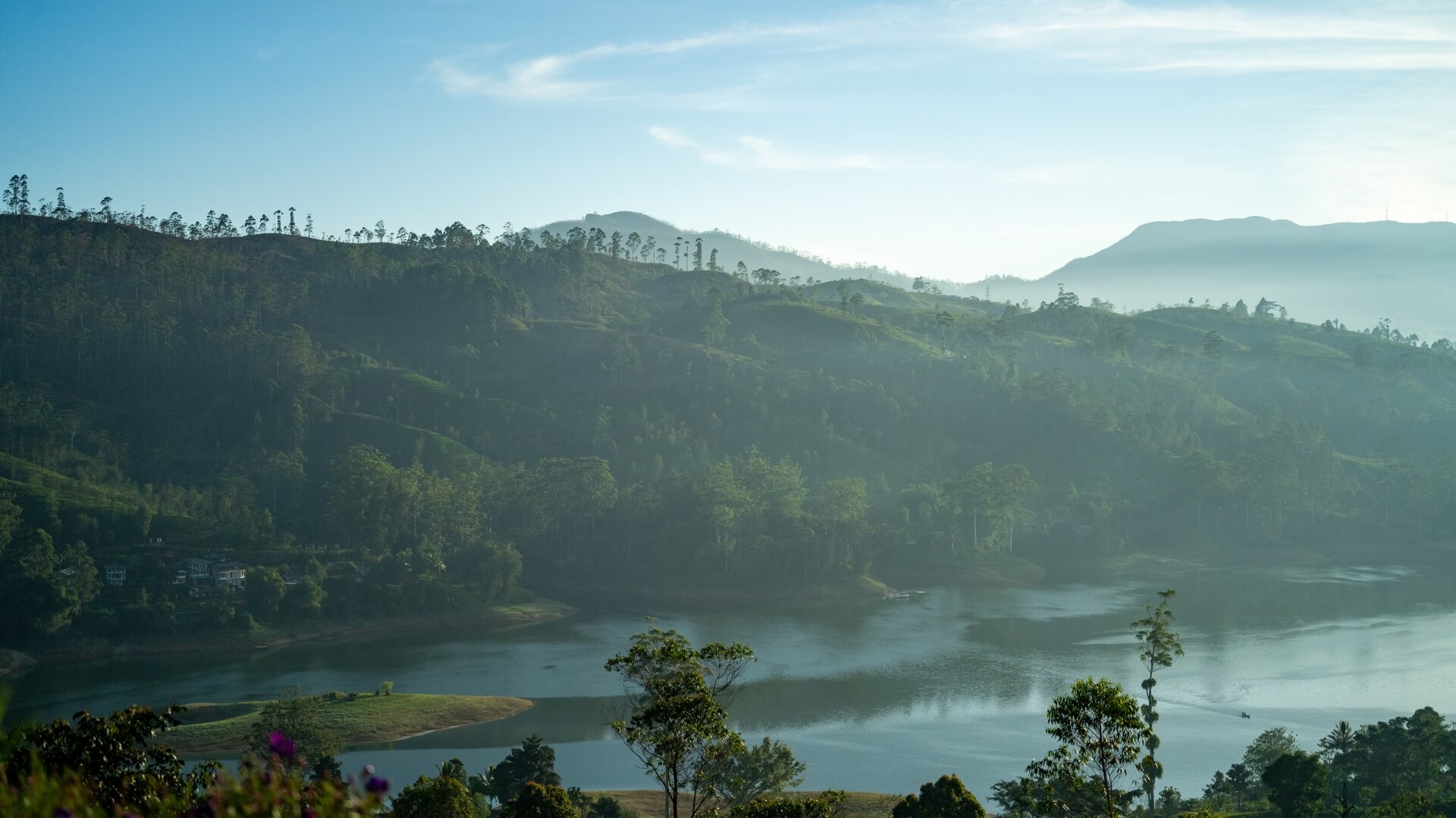 Tea Country views