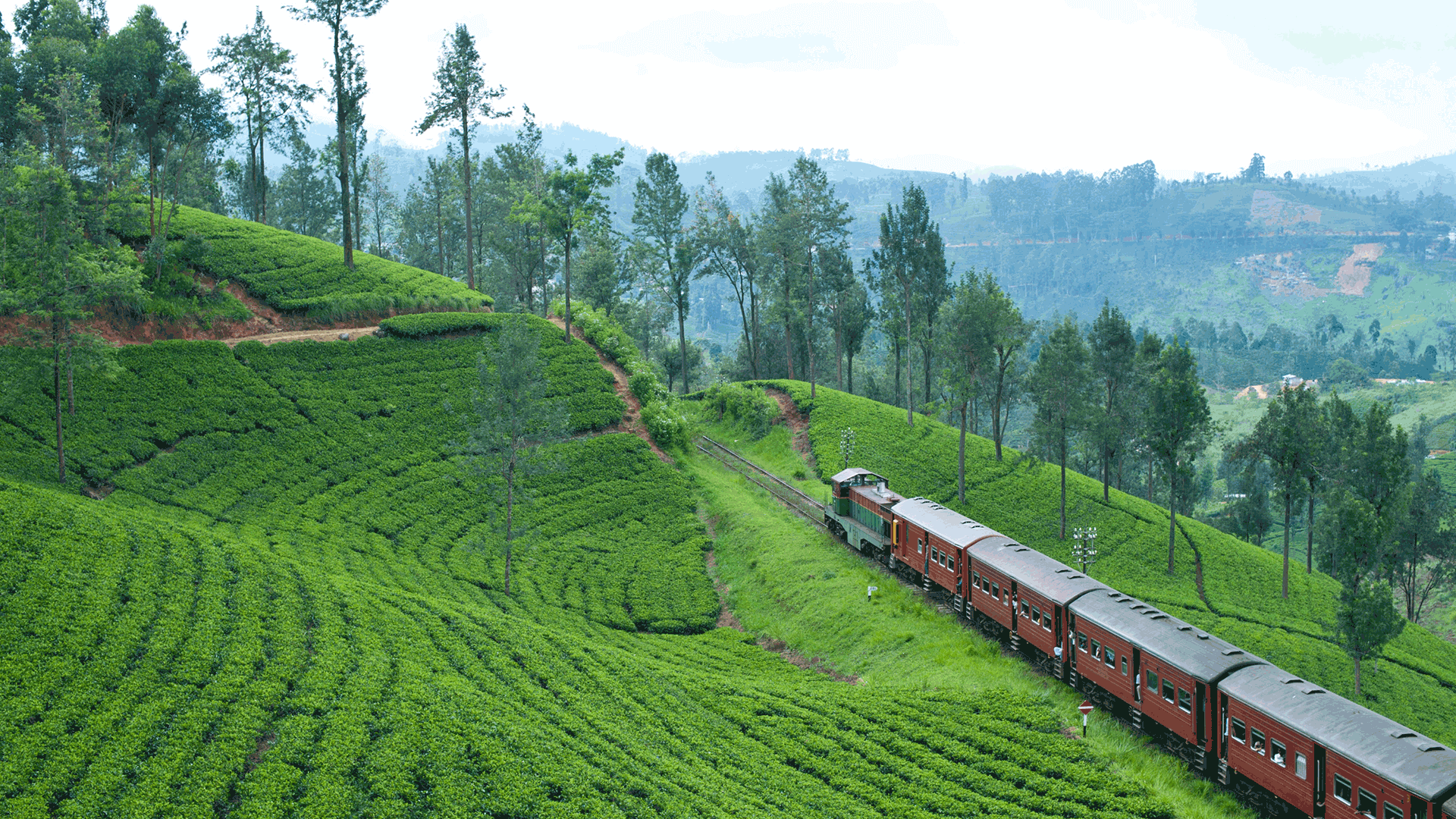 Tea Country