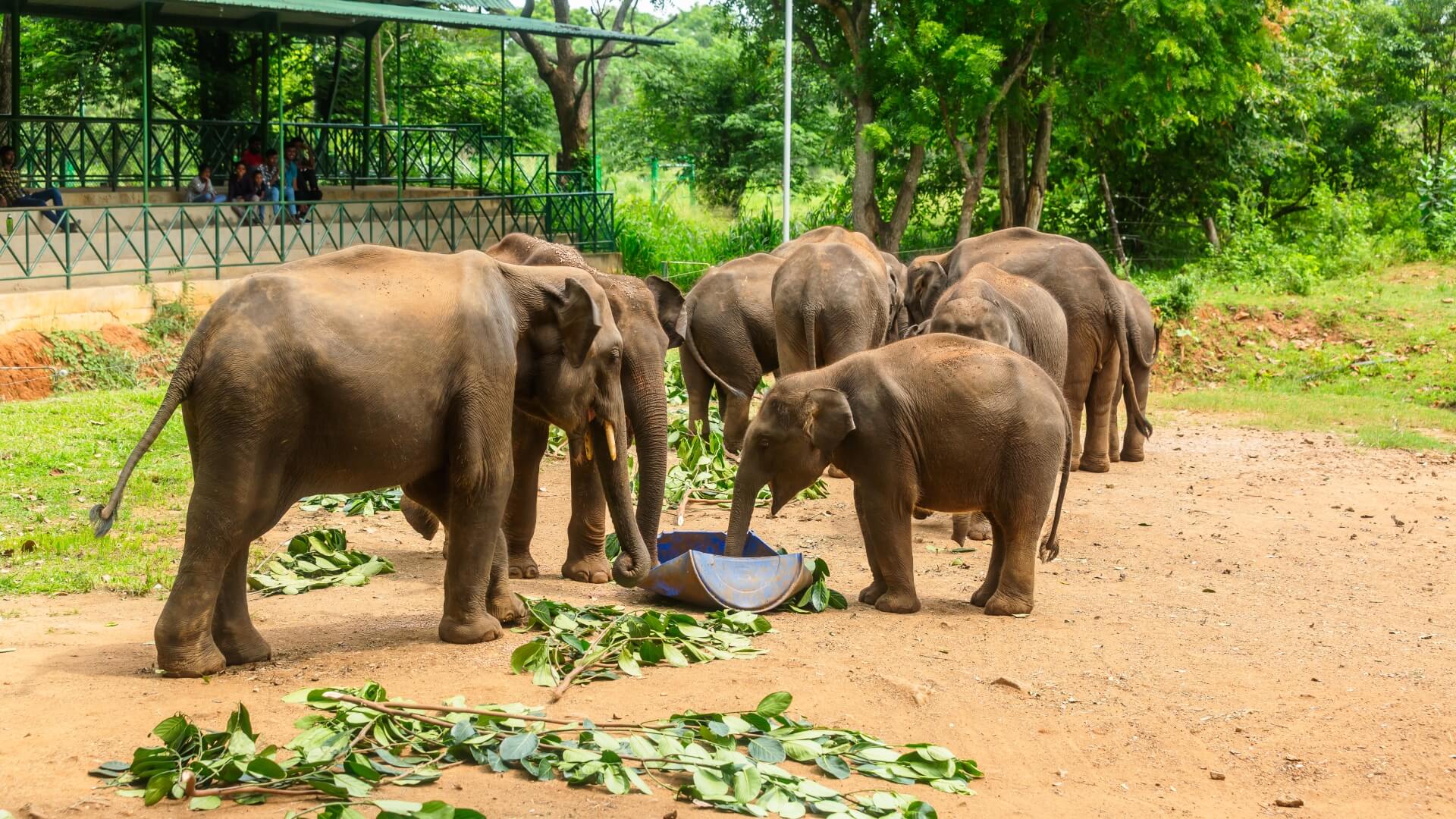 Elephant Transit Home