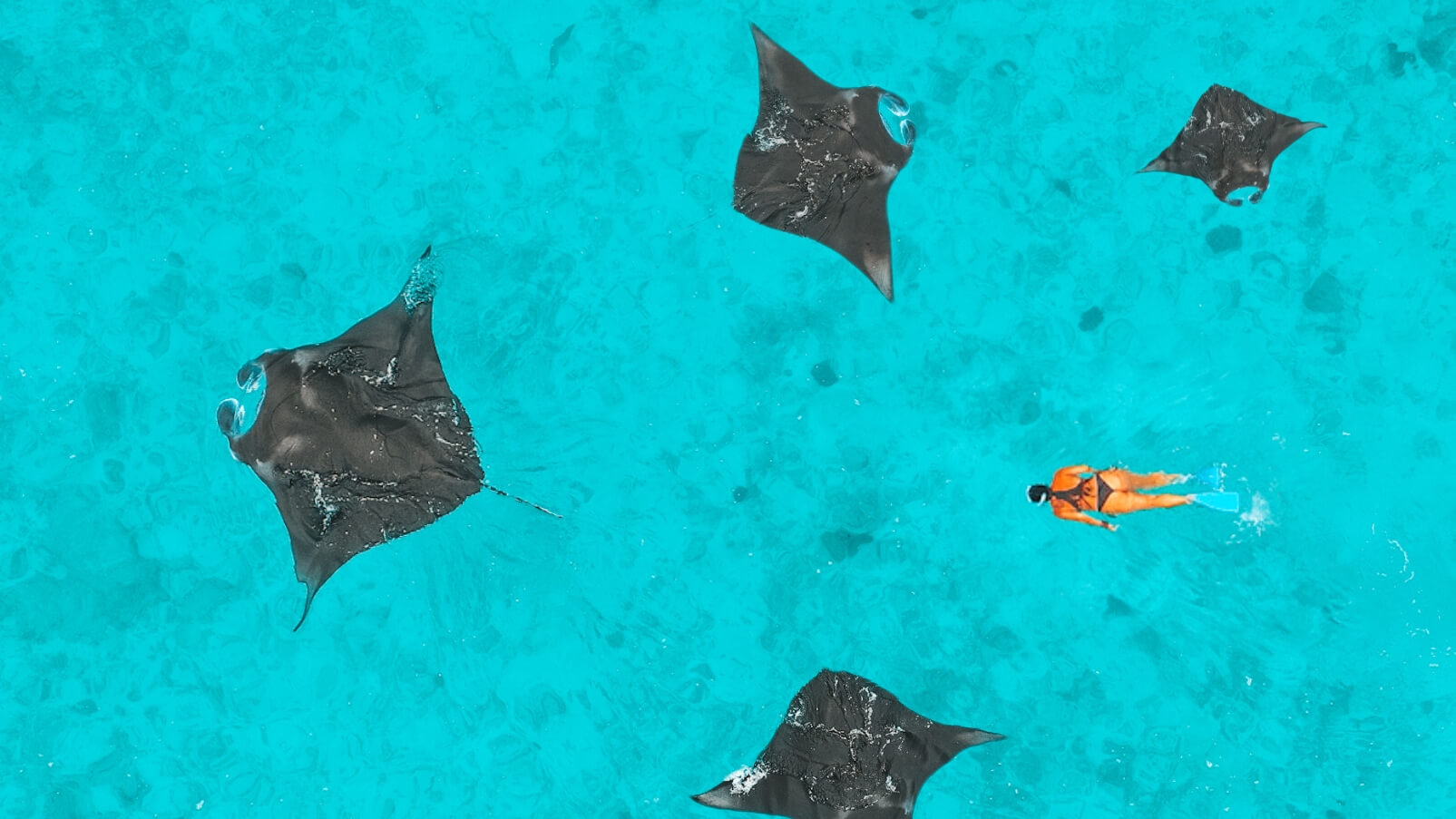 Manta rays at NH Collection Maldives Reethi Resort