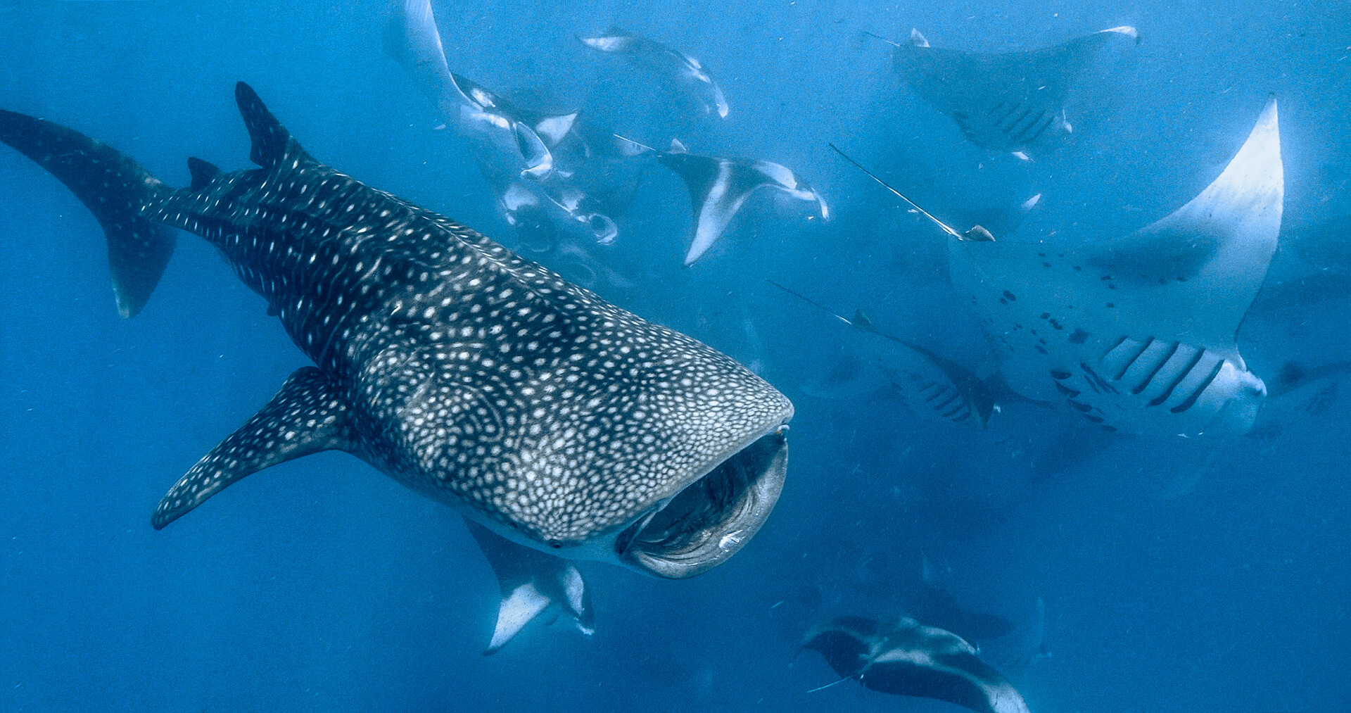 Whale sharks at Reethi Beach