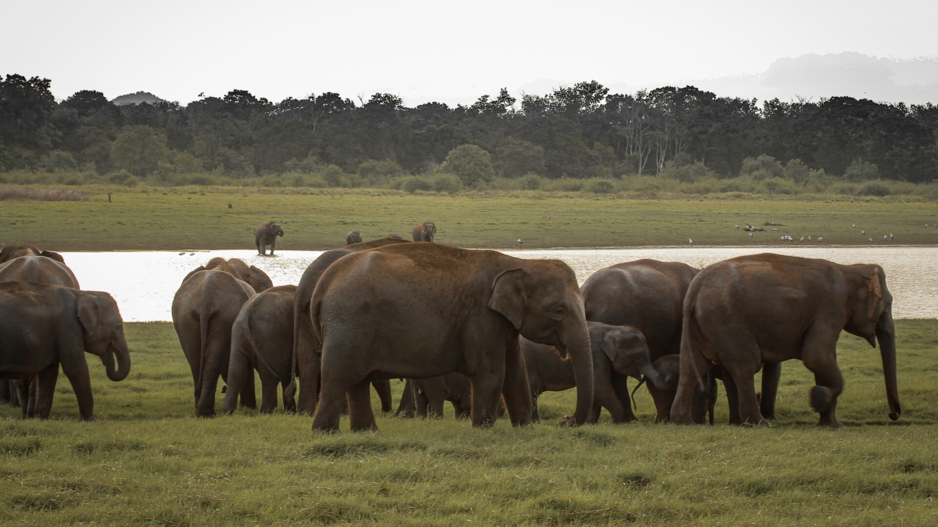 Elephants at Minneriya National Park