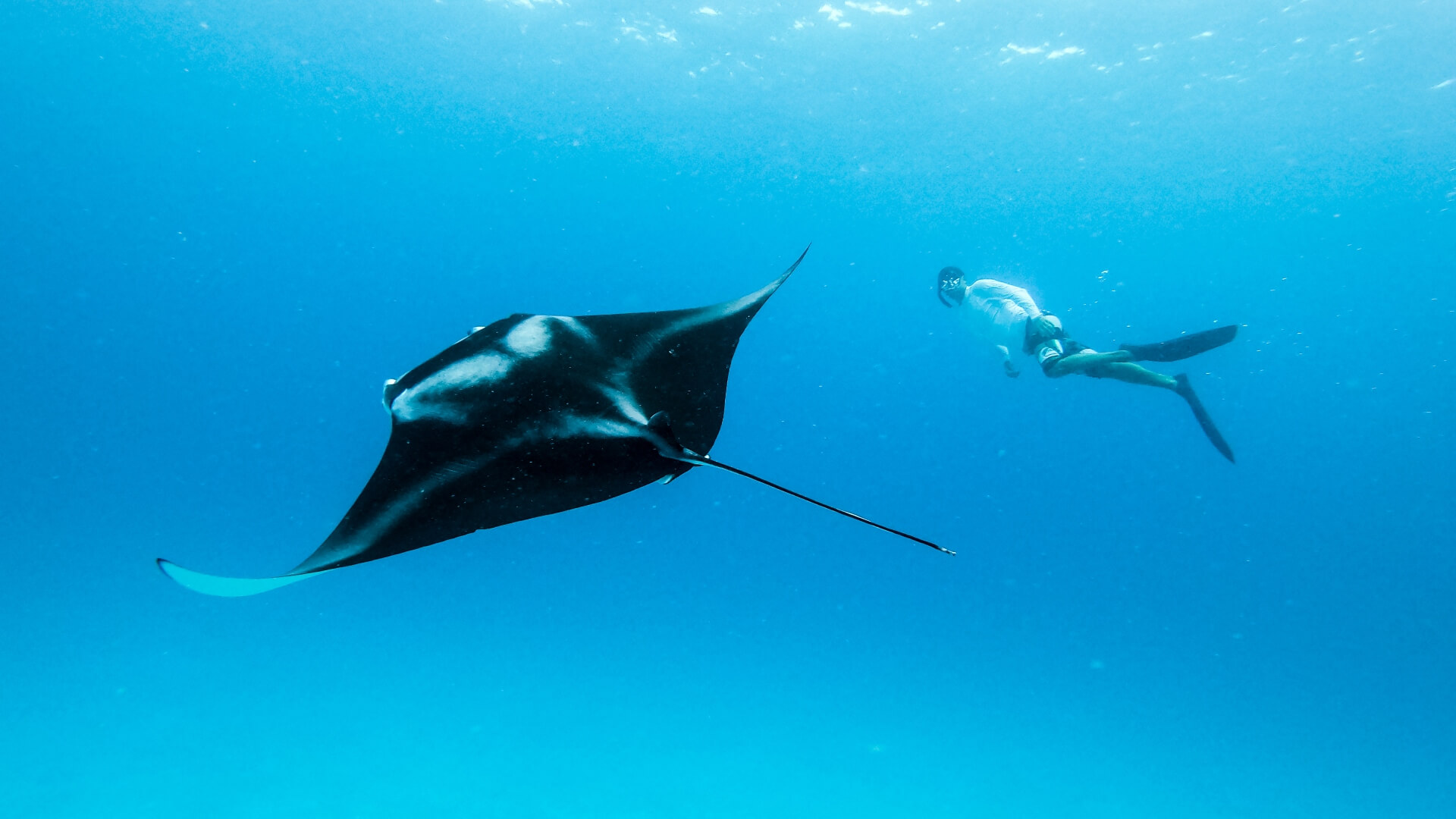 Manta snorkelling