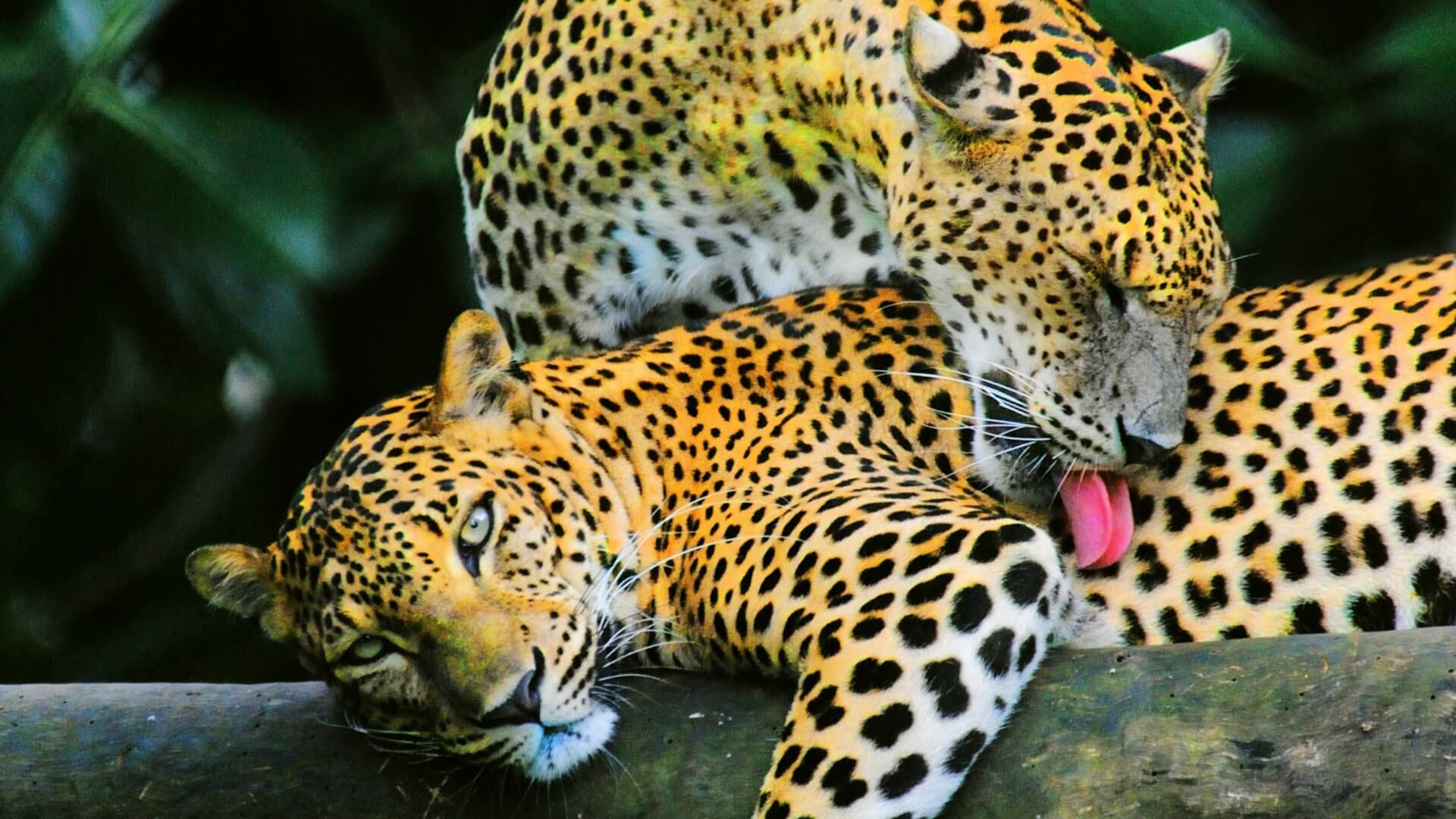 Leopards at Yala