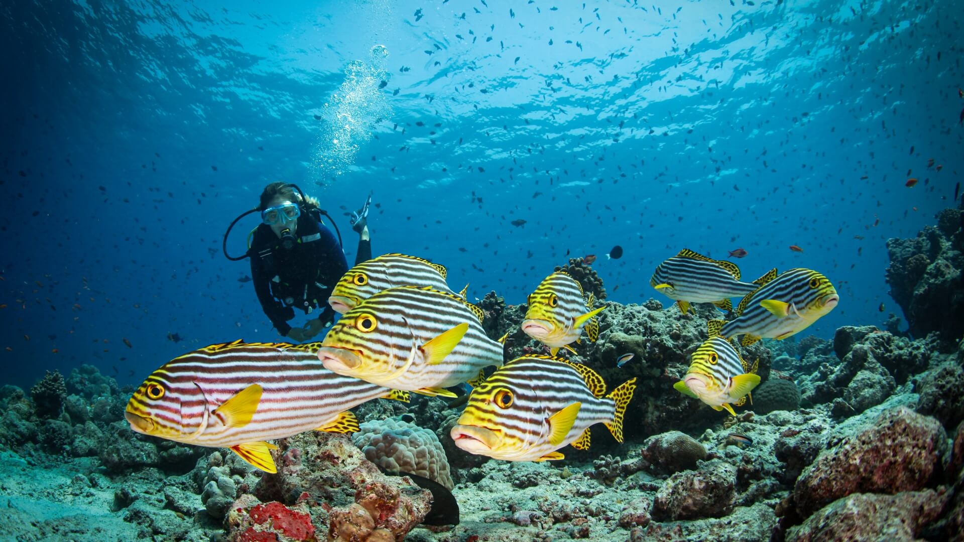 Diving at Conrad Rangali