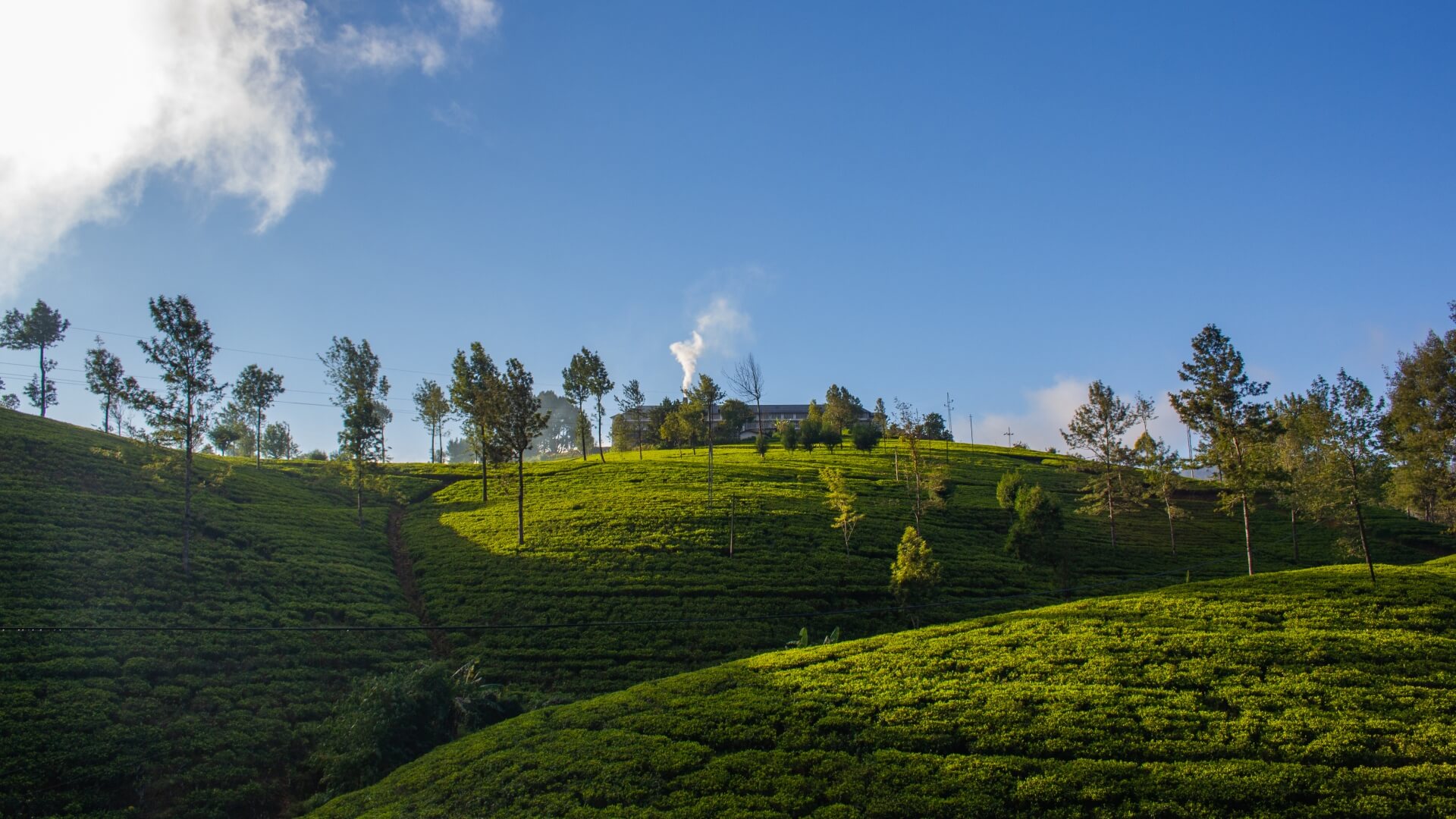 Tea Factory