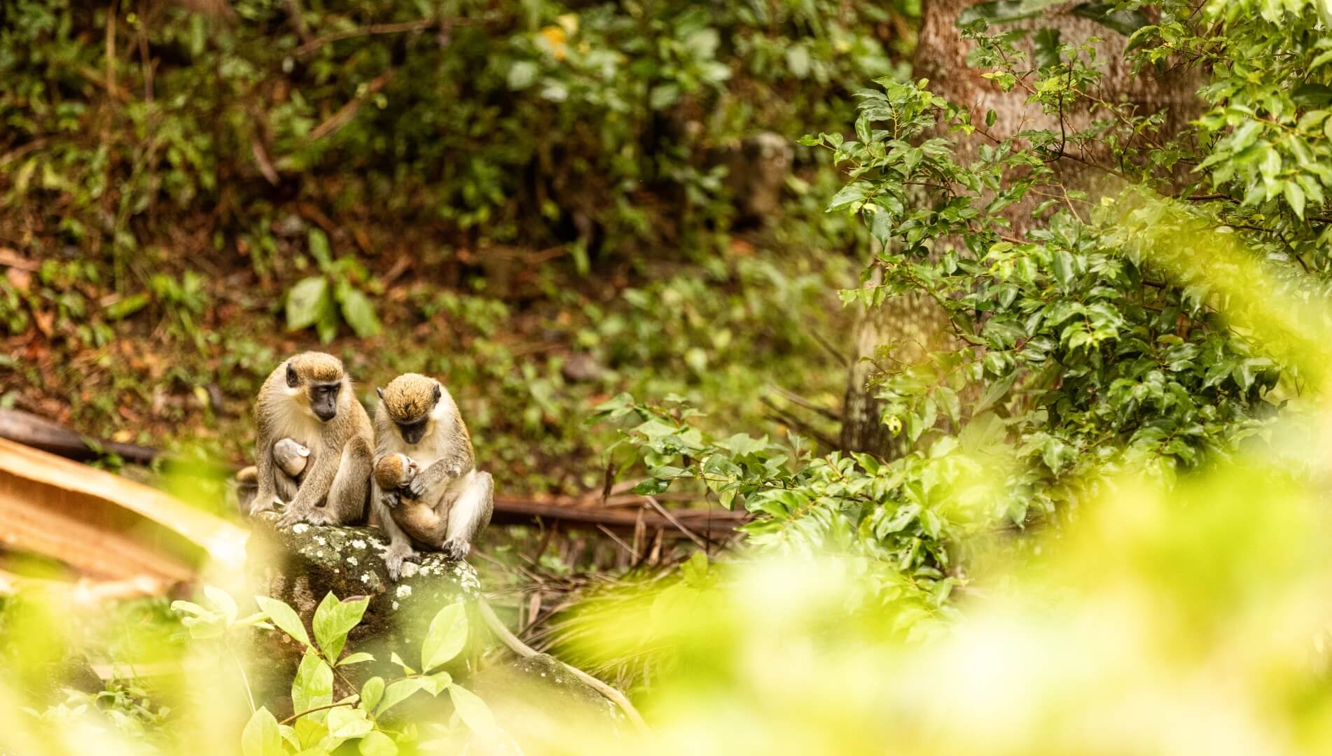 Nevis Rainforest