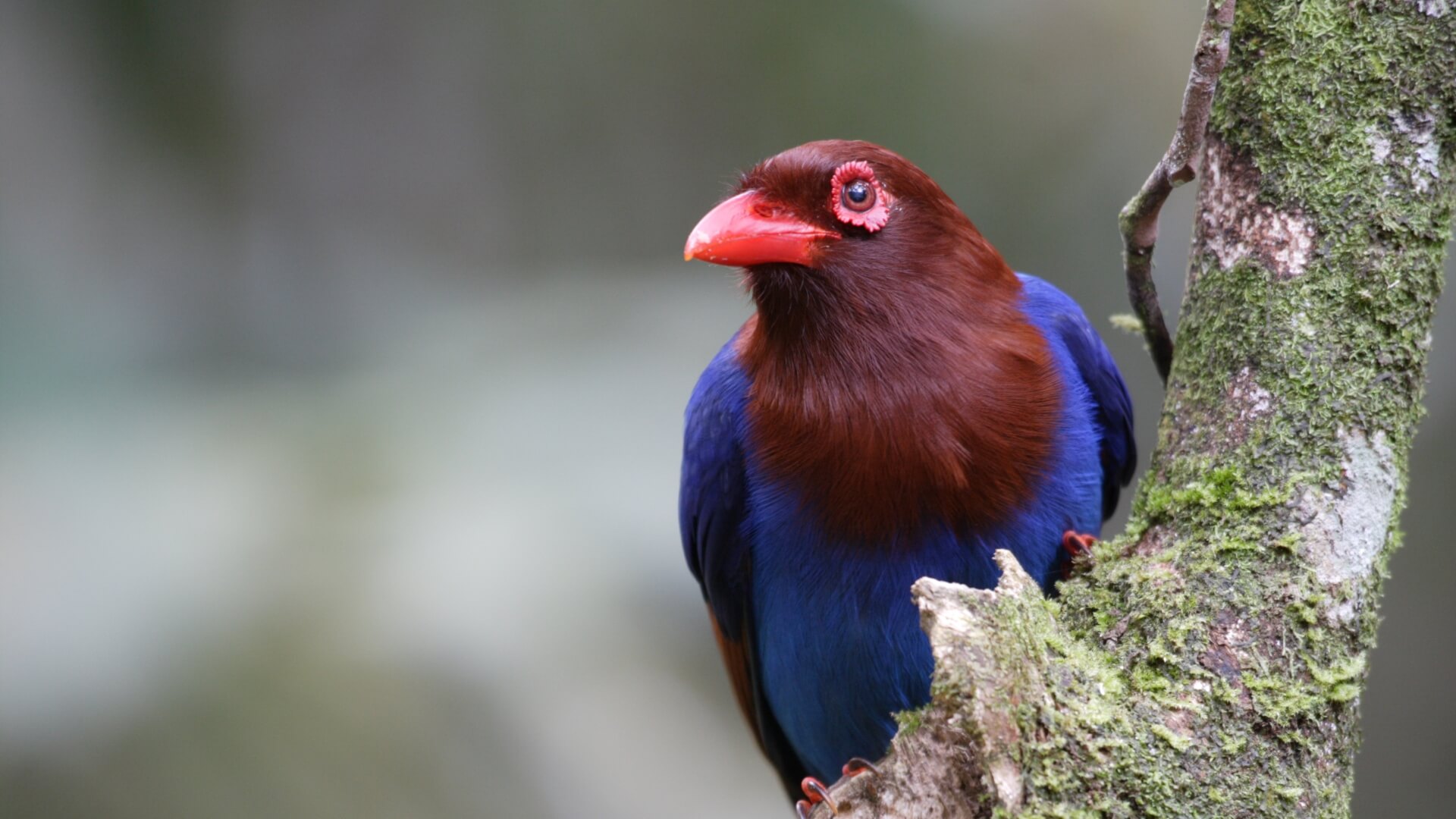 Sri Lankan Blue Magpie